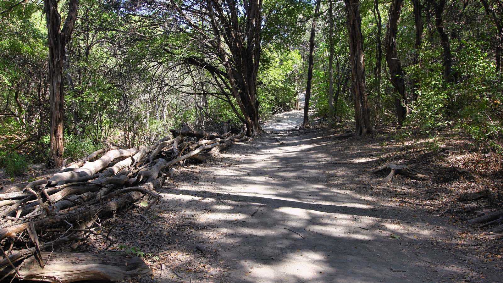 Sendero de tierra a la sombra de los árboles en Walnut Creek Metropolitan Park, con troncos secos apilados a un lado