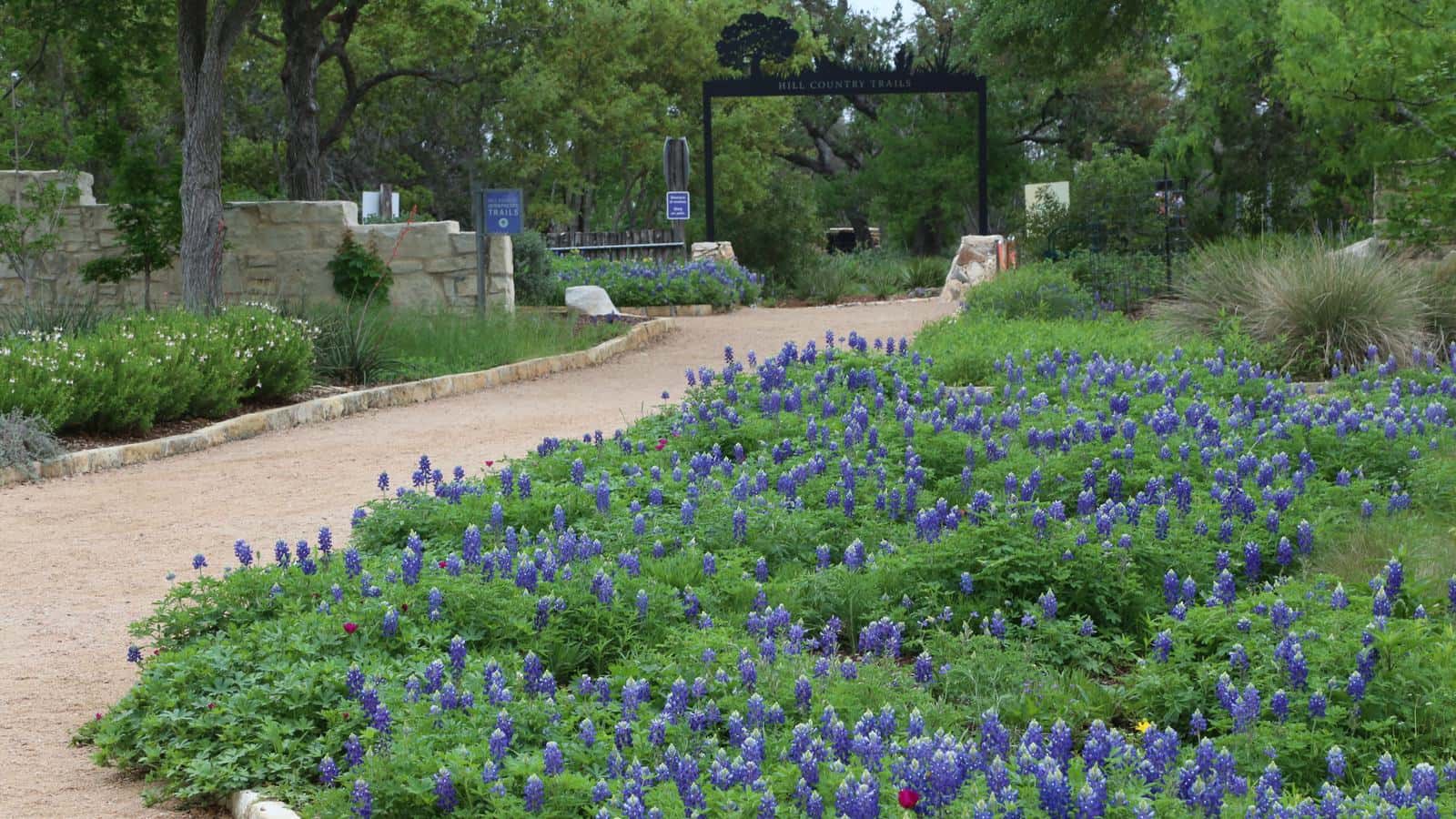 Sendero de grava junto a un macizo de bluebonnets en flor, con el arco de entrada de los Hill Country Trails al fondo, en el Lady Bird Johnson Wildflower Center